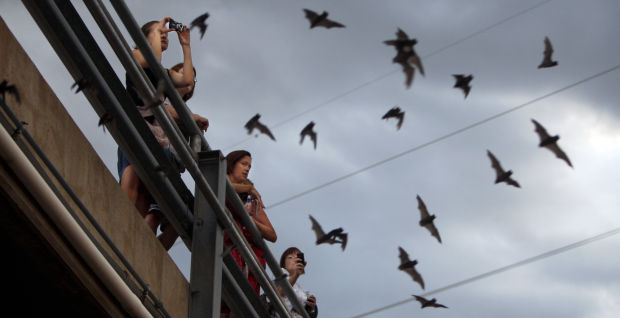 Bats take flight in Tucson